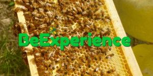 Beexperience